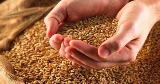 در سال ۹۵، یک و نیم میلیون تن گندم به کشور وارد شده که نسبت به واردات ۳ میلیون تنی سال۹۴ روند کاهشی داشته اما شایدجالب باشد که بدا